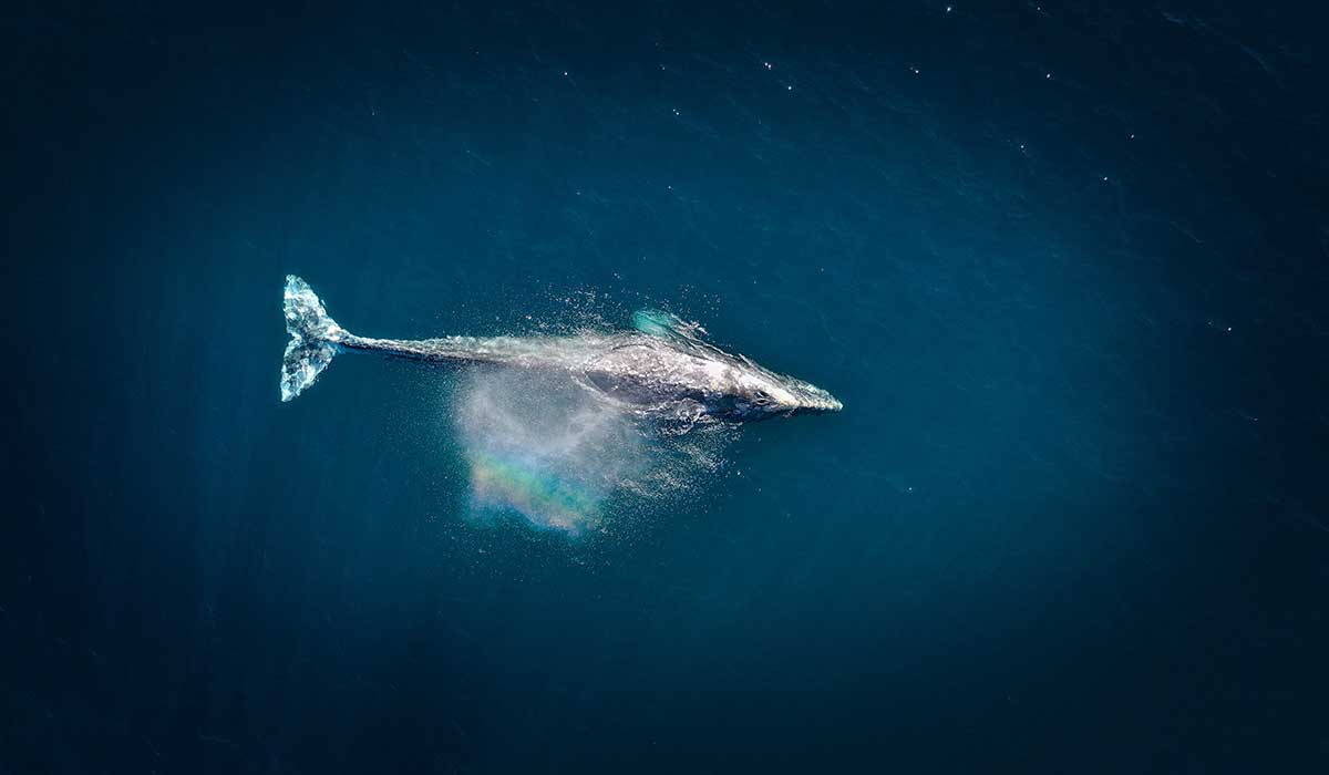 Whale Watching Tours Mirissa