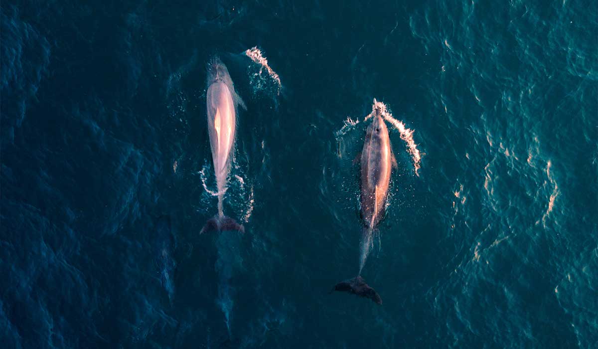 Whale Watching Tours Mirissa